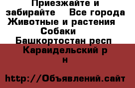 Приезжайте и забирайте. - Все города Животные и растения » Собаки   . Башкортостан респ.,Караидельский р-н